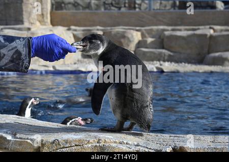 West Calder, Scozia, Regno Unito. 11 ottobre 2023. Lo zoo Five Sisters accoglie otto pinguini Humboldt appena in tempo per le vacanze scolastiche, i pinguini esplorano il loro nuovo recinto e habitat appositamente costruito al Five Sisters Zoo. Nutrire con Senior Keepers, Angela Gordon e Natalie Marshall. Spheniscus humboldti. Crediti: Craig Brown/Alamy Live News Foto Stock