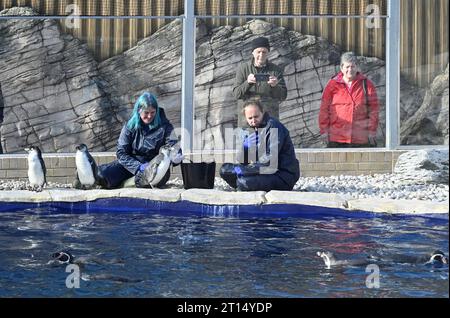 West Calder, Scozia, Regno Unito. 11 ottobre 2023. Lo zoo Five Sisters accoglie otto pinguini Humboldt appena in tempo per le vacanze scolastiche, i pinguini esplorano il loro nuovo recinto e habitat appositamente costruito al Five Sisters Zoo. Nutrire con Senior Keepers, Angela Gordon e Natalie Marshall. Spheniscus humboldti. Crediti: Craig Brown/Alamy Live News Foto Stock