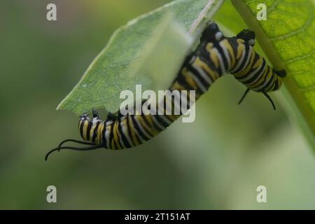 Monarch Butterfly Caterpillar strisciando su una foglia di erba del latte e mangiandola Foto Stock