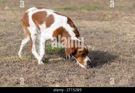 Brittany Epanel bretone ritratto di cane in francese bianco e arancione in posa con la lingua che esce e riposa, corre, giacendo in campo d'estate. Britt Foto Stock