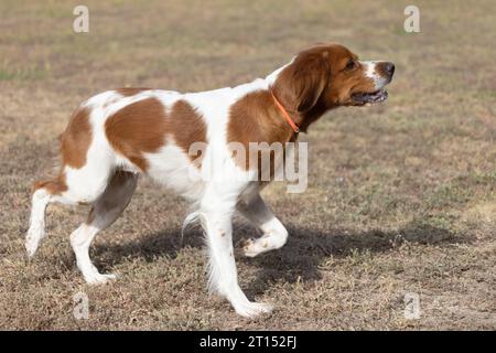 Brittany Epanel bretone ritratto di cane in francese bianco e arancione in posa con la lingua che esce e riposa, corre, giacendo in campo d'estate. Britt Foto Stock