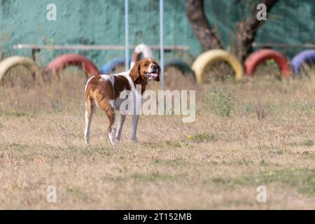 Brittany Epanel bretone ritratto di cane in francese bianco e arancione in posa con la lingua che esce e riposa, corre, giacendo in campo d'estate. Britt Foto Stock