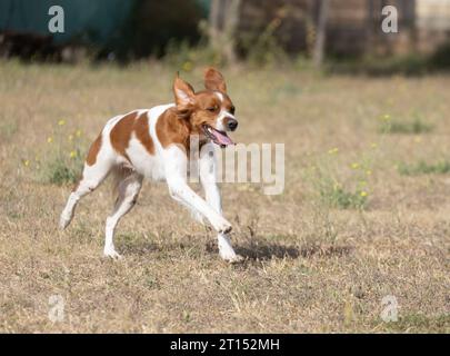 Brittany Epanel bretone ritratto di cane in francese bianco e arancione in posa con la lingua che esce e riposa, corre, giacendo in campo d'estate. Britt Foto Stock