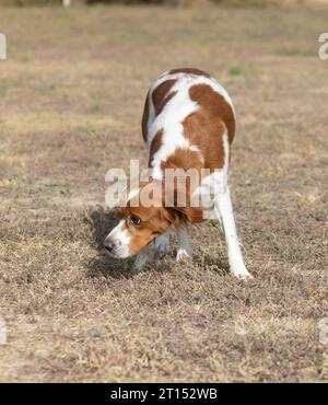 Brittany Epanel bretone ritratto di cane in francese bianco e arancione in posa con la lingua che esce e riposa, corre, giacendo in campo d'estate. Britt Foto Stock