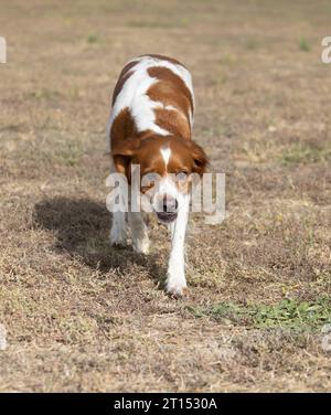 Brittany Epanel bretone ritratto di cane in francese bianco e arancione in posa con la lingua che esce e riposa, corre, giacendo in campo d'estate. Britt Foto Stock