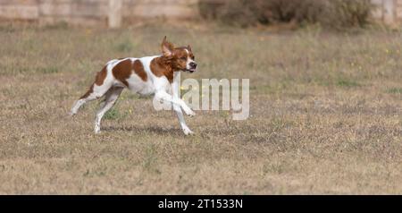 Brittany Epanel bretone ritratto di cane in francese bianco e arancione in posa con la lingua che esce e riposa, corre, giacendo in campo d'estate. Britt Foto Stock