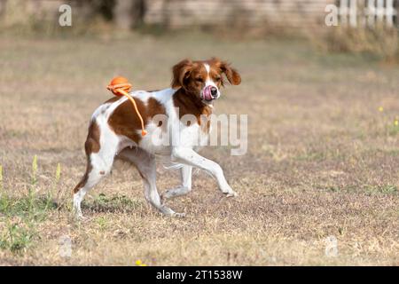 Brittany Epanel bretone ritratto di cane in francese bianco e arancione in posa con la lingua che esce e riposa, corre, giacendo in campo d'estate. Britt Foto Stock