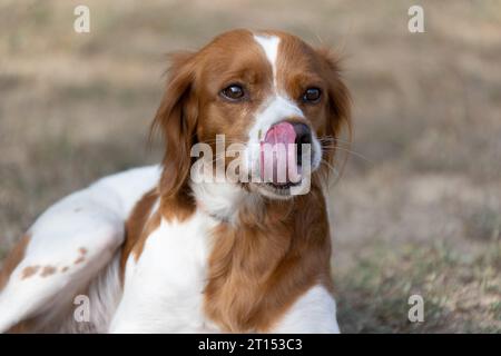 Brittany Epanel bretone ritratto di cane in francese bianco e arancione in posa con la lingua che esce e riposa, corre, giacendo in campo d'estate. Britt Foto Stock