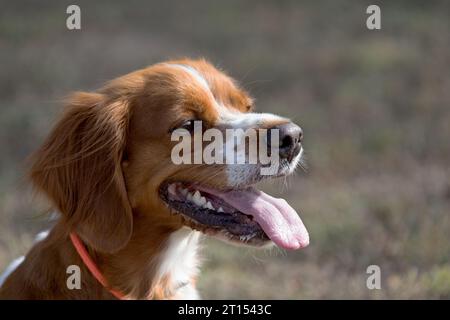 Brittany Epanel bretone ritratto di cane in francese bianco e arancione in posa con la lingua che esce e riposa, corre, giacendo in campo d'estate. Britt Foto Stock