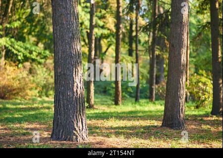 tronchi di alberi nel parco autunnale di sera. Foto Stock