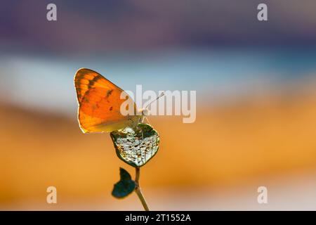 Farfalla grande color salmone, grande Salmon arabo, Colotis fausta Foto Stock