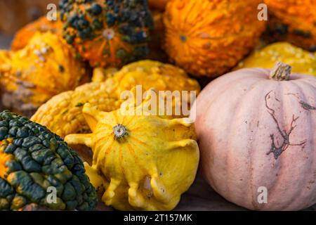 Zucche appena raccolte e zucche ornamentali direttamente dal contadino in autunno per la decorazione di Halloween Foto Stock
