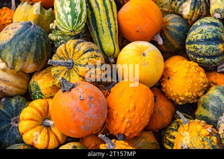 Diversi tipi di zucca come Hokkaido, Butternut, Nutmeg, Rondini, Green Hokkaido, Marina di Chioggia o ali d'autunno in un mucchio Foto Stock