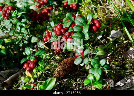 Arbusti di mirtilli rossi maturi e foglie verdi che crescono nella foresta in tarda estate. Foto Stock