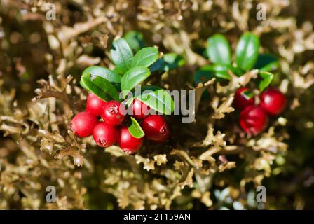 Arbusti di mirtilli rossi con grappoli di bacche rosse mature che crescono nel muschio bruno nella foresta in tarda estate. Foto Stock