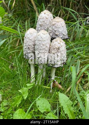 SHAGGY INK CAP Coprinus comatus foto: Tony Gale Foto Stock