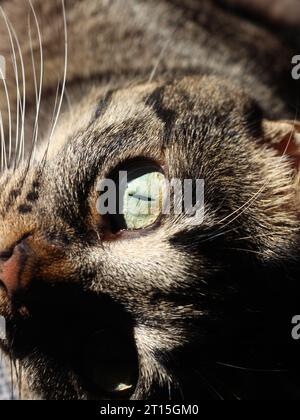 Occhi di gatto al sole Foto Stock