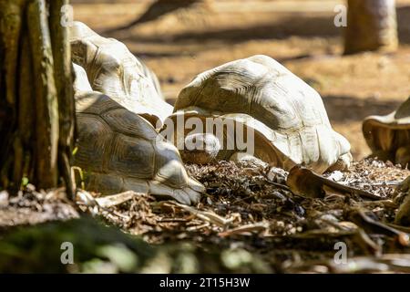 Vista delle tartarughe giganti a Mauritius nell'oceano indiano Foto Stock