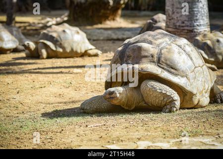 Vista delle tartarughe giganti a Mauritius nell'oceano indiano Foto Stock