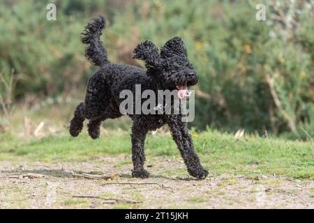 cane cockapoo nero che corre in campagna Foto Stock