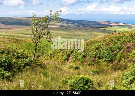 Stoke Pero Common all'Exmoor National Park vicino a Cloutsham, Somerset, Inghilterra, Regno Unito Foto Stock