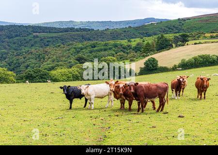 Bovini da manzo curiosi all'Exmoor National Park vicino a Cloutsham, Somerset, Inghilterra, Regno Unito Foto Stock