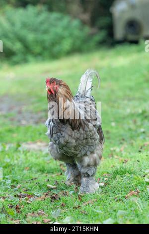 Brahma cockerel che cammina verso la macchina fotografica Foto Stock