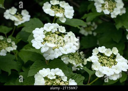 Fiori di Viburnum in fiore foto da vicino nel verde giardino estivo Foto Stock