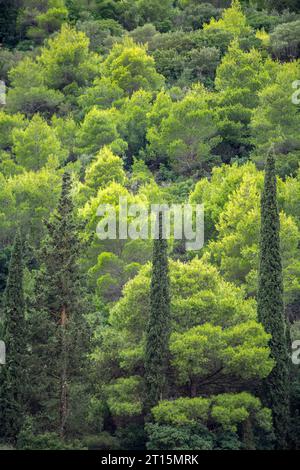 verdeggianti radure e boschi con cipressi sull'isola greca di zante o zante in grecia. Foto Stock
