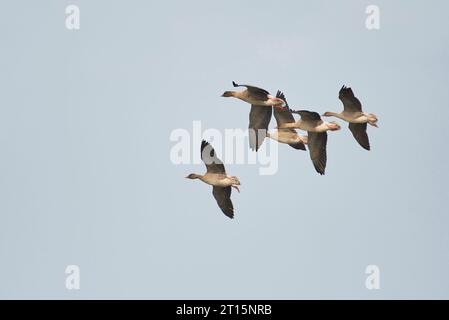 Oche dai piedi rosa (Anser brachyrhynchus) in volo Foto Stock