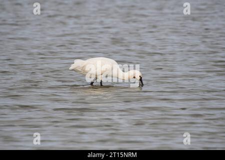 Beccuccio eurasiatico (Platalea leucorodia) in acque poco profonde Foto Stock