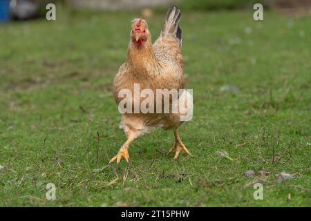 pollo che corre verso la telecamera Foto Stock