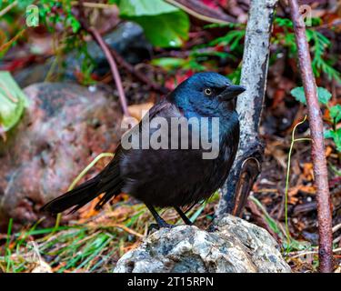 Vista ravvicinata di Common Grackle arroccata su un ramo con sfondo arancione autunnale nel suo ambiente e nell'ambiente circostante. Grackle Portrait. Foto Stock
