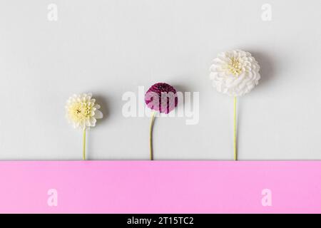 Layout creativo composto da dahlia di fiori. Biglietto d'auguri floreale. Sfondo bianco di fiori autunnali con spazio per il testo. Design decorativo di tendenza naturale. NA Foto Stock