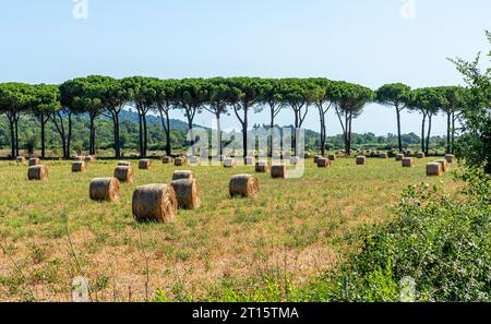 Il bellissimo villaggio di Suvereto in un soleggiato pomeriggio d'estate. Provincia di Livorno, Toscana, Italia. Foto Stock