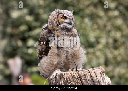 Giovane gufo di aquila siberiana orientale Bubo bubo yenisseensis presso Cotswold Falconry Centre Batsford Regno Unito Foto Stock
