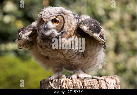 Giovane gufo di aquila siberiana orientale Bubo bubo yenisseensis presso Cotswold Falconry Centre Batsford Regno Unito Foto Stock