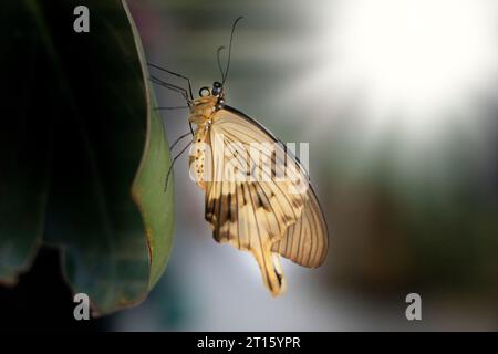 farfalla gialla seduta verticalmente su una foglia Foto Stock