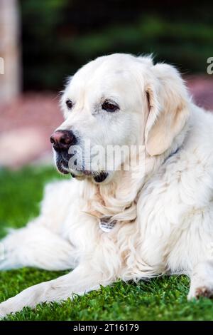 Color platino Golden Retriever cane. Foto Stock