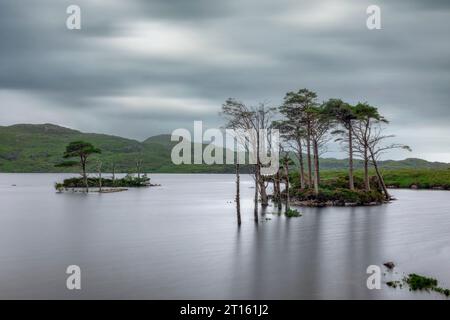 Pini molto vecchi a Loch Assynt, Sutherland, Scozia. Foto Stock