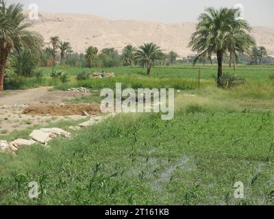 Una crociera sul Nilo nell'alto Egitto: Scenario senza tempo delle fertili pianure, dell'agricoltura e dell'agricoltura su piccola scala sulle rive orientali del Nilo. Foto Stock