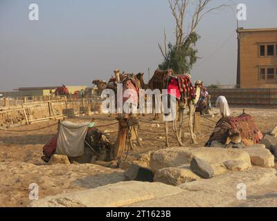 Un gruppo di cammelli, alcuni inginocchiati e alcuni in piedi, in attesa di turisti che visitano le piramidi di Giza e vogliono vivere l'intera esperienza egiziana. Foto Stock