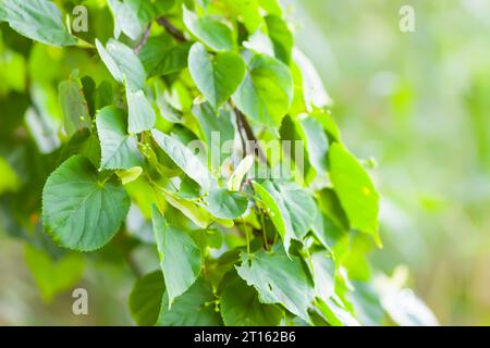L'albero di Linden Lime esce in estate. Pianta medica utilizzata nella medicina a base di erbe. Foto Stock