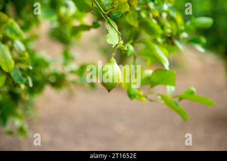 Limone verde in sospeso da un albero, vista orizzontale Foto Stock