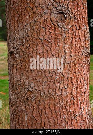 Primo piano dei motivi della corteccia di arancio marrone sul tronco del pino del giardino pinus heldreichii. Foto Stock