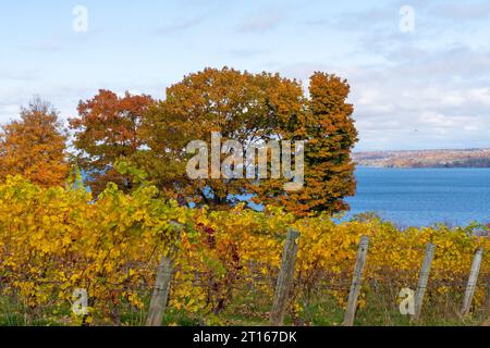 Finger Lakes Vineyard con splendidi colori autunnali sul lago Cayuga vicino a Ithaca New York Foto Stock