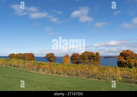 Finger Lakes Vineyard con splendidi colori autunnali sul lago Cayuga vicino a Ithaca New York Foto Stock