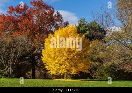 La splendida foto del fogliame autunnale cattura un pioppo giallo a Itaca, New York Foto Stock