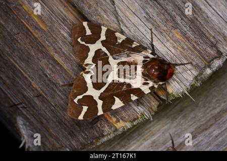 Arctia caja famiglia Erebidae genere Arctia Garden tigre falena grande tigre natura selvaggia fotografia di insetti, foto, carta da parati Foto Stock