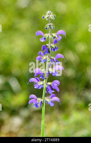 Fiore di salvia prato (Salvia pratensis) su sfondo verde sfocato Foto Stock